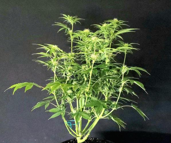 Darkside Cookies Auto Precursor Genetics. Week 7