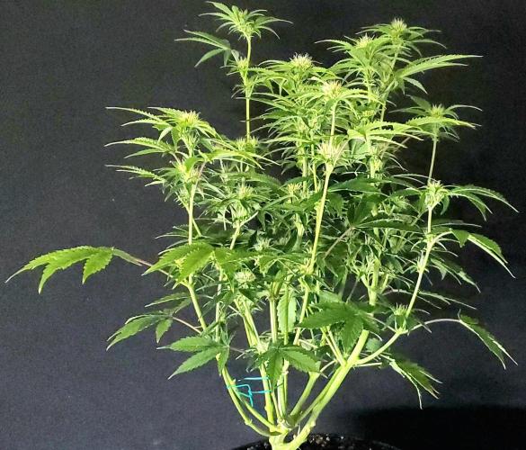 Darkside Cookies Auto Precursor Genetics. Week 7