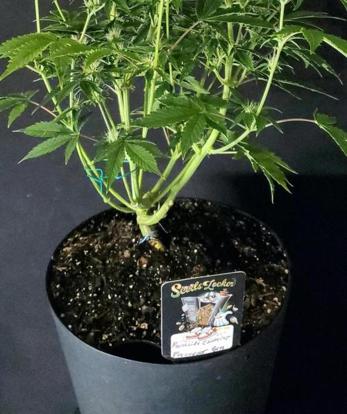 Darkside Cookies Auto Precursor Genetics. Week 7