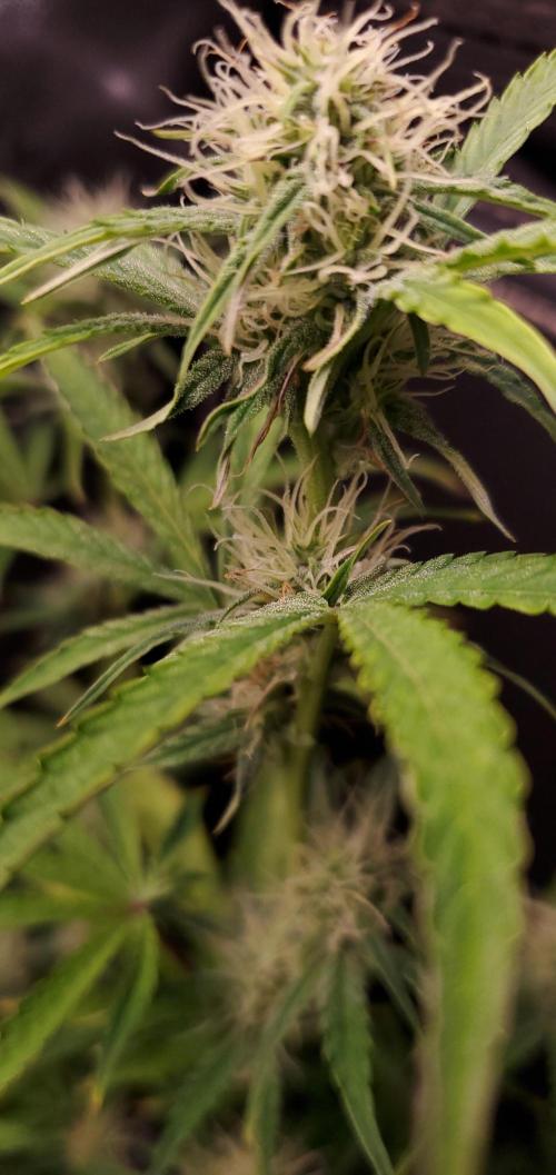 Blue Bourbon Smash Auto Aeque Genetics. Week 7 - Internode spacing tight and shes frosty early
