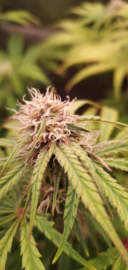 Nebula Punch Auto FrostFireSeeds. Week 7 - Crazy. Crazy trichome production on her

Shes bushy with tight internodes