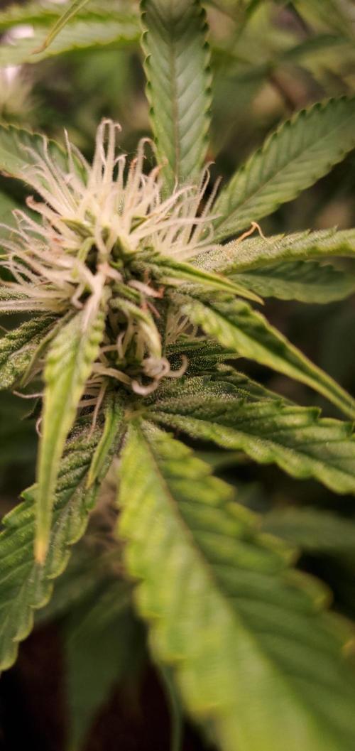 Darkside Cookies Auto Precursor Genetics. Week 7 - Hefty pistil expression slight trichome production early