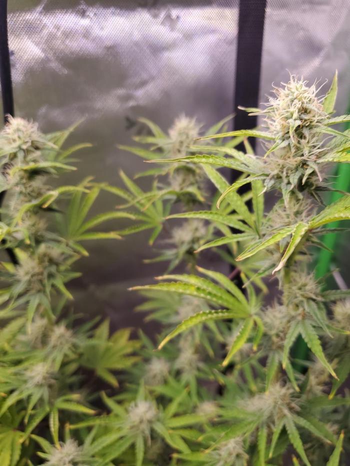 Blue Bourbon Smash Auto Aeque Genetics. Week 8 - Blue Bourbon Smash 
