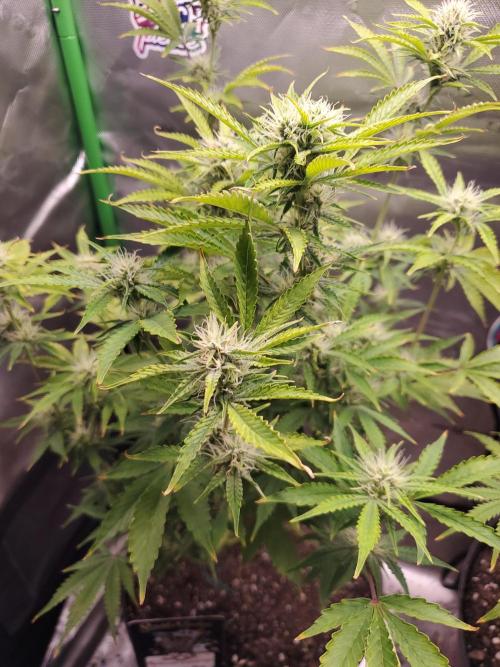 Darkside Cookies Auto Precursor Genetics. Week 8 - Darkside Cookies 