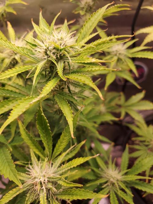 Darkside Cookies Auto Precursor Genetics. Week 8 - Darkside Cookies 