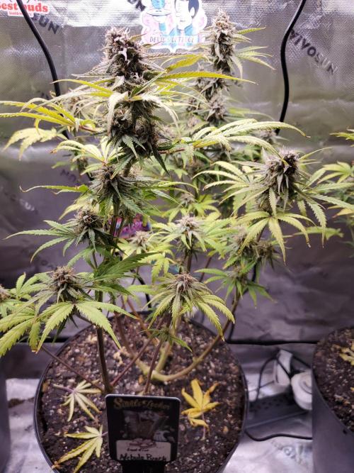 Nebula Punch Auto FrostFireSeeds. Week 9
