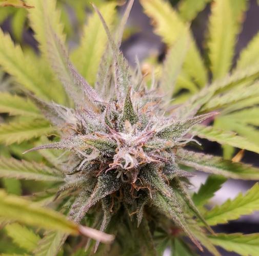 Nebula Punch Auto FrostFireSeeds. Week 9 - Day  61