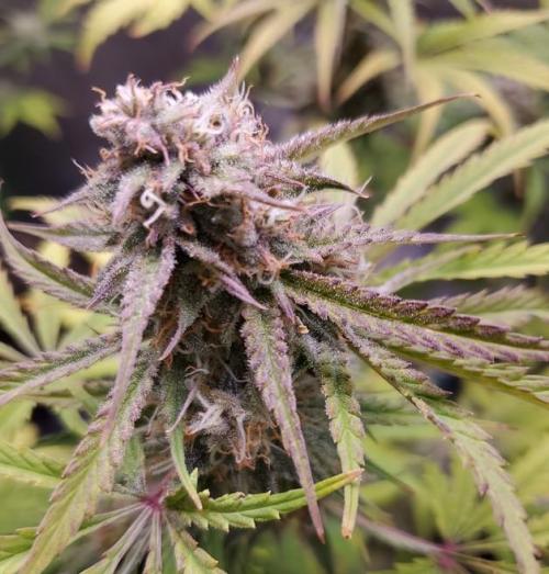 Nebula Punch Auto FrostFireSeeds. Week 9 - Day 61