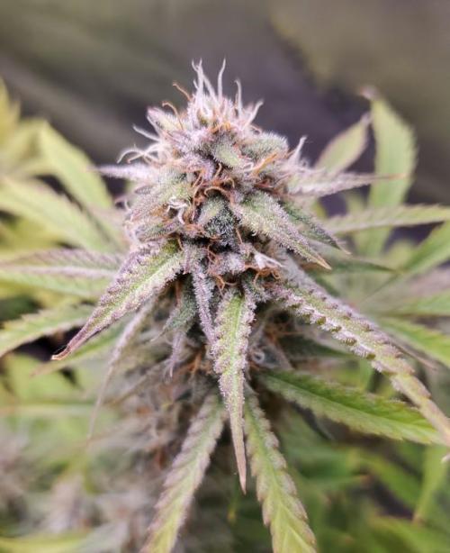 Nebula Punch Auto FrostFireSeeds. Week 9