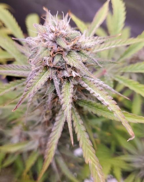 Nebula Punch Auto FrostFireSeeds. Week 9 - Day 61