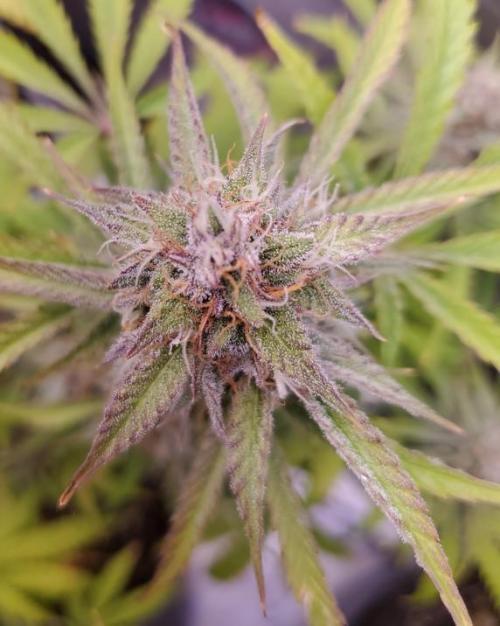 Nebula Punch Auto FrostFireSeeds. Week 9