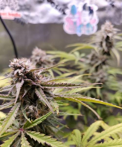 Nebula Punch Auto FrostFireSeeds. Week 9 - Day 61