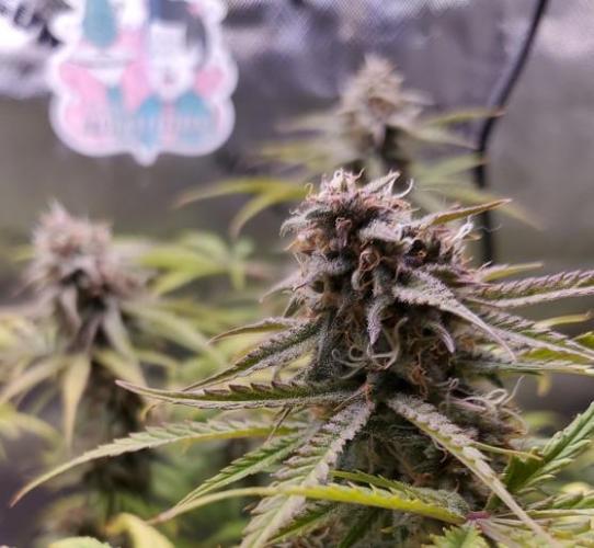 Nebula Punch Auto FrostFireSeeds. Week 9 - Day 61