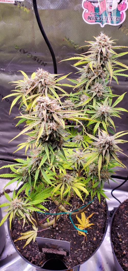 Nebula Punch Auto FrostFireSeeds. Week 9