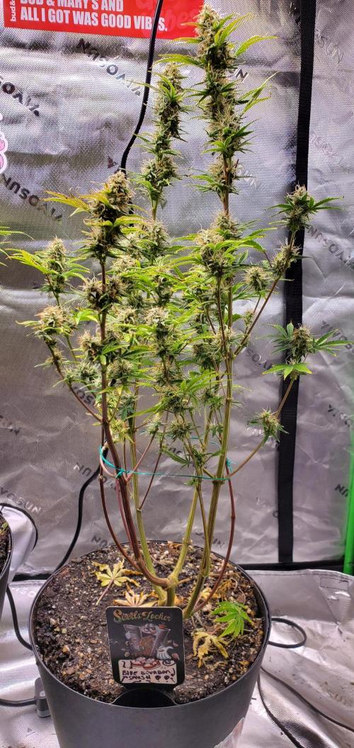 Blue Bourbon Smash Auto Aeque Genetics. Week 9 - Day 61