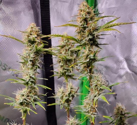 Blue Bourbon Smash Auto Aeque Genetics. Week 9
