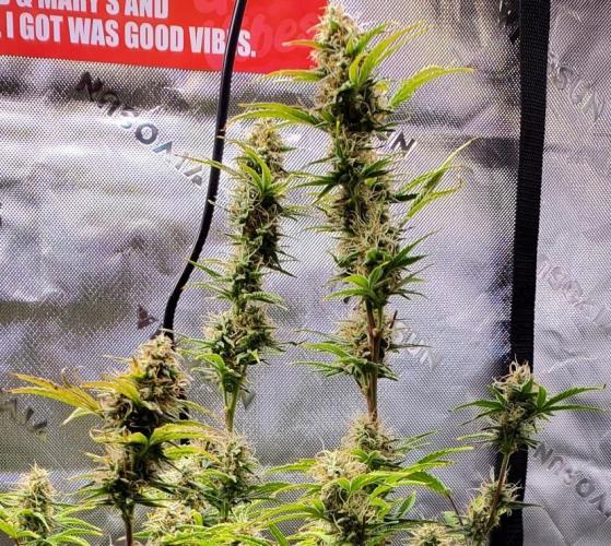 Blue Bourbon Smash Auto Aeque Genetics. Week 9