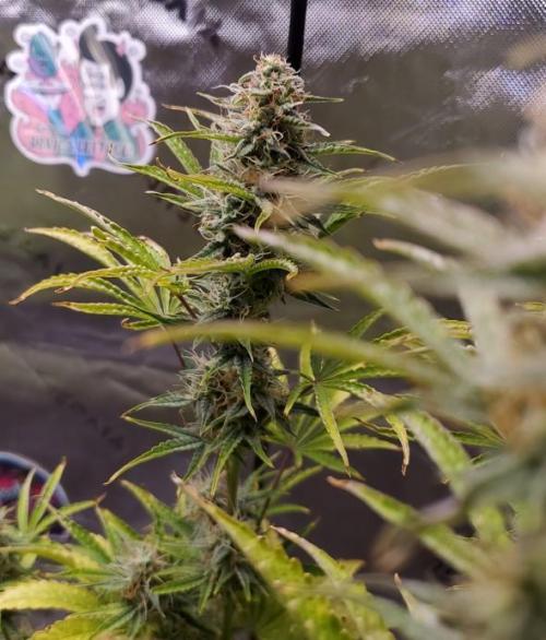 Blue Bourbon Smash Auto Aeque Genetics. Week 9