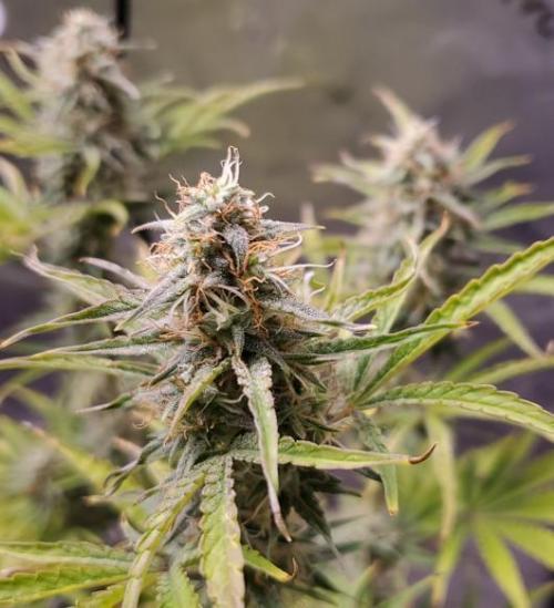 Blue Bourbon Smash Auto Aeque Genetics. Week 9 - Day 61