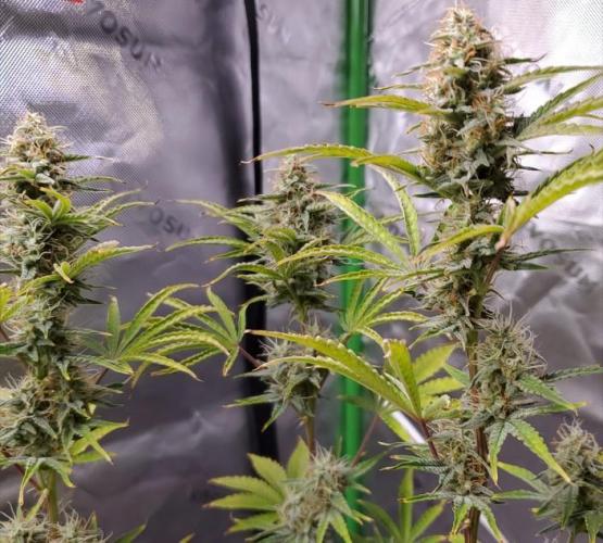 Blue Bourbon Smash Auto Aeque Genetics. Week 9