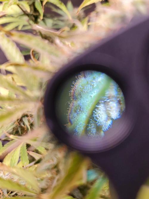 Blue Bourbon Smash Auto Aeque Genetics. Week 9 - Day 61