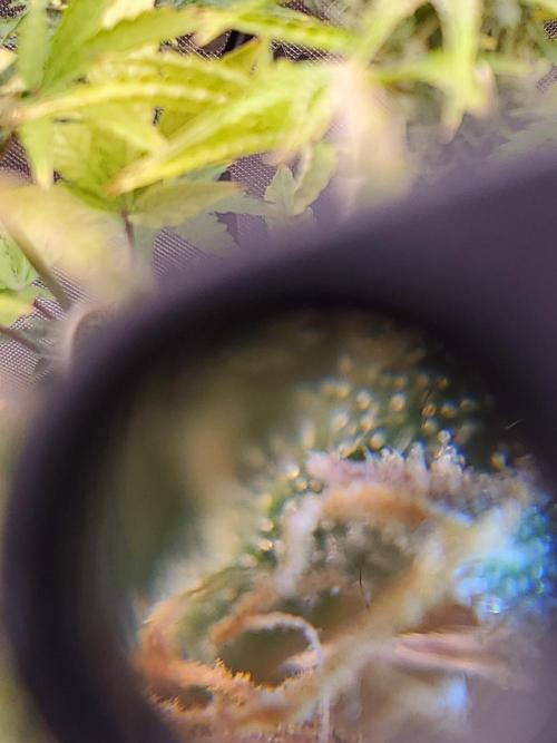 Blue Bourbon Smash Auto Aeque Genetics. Week 9