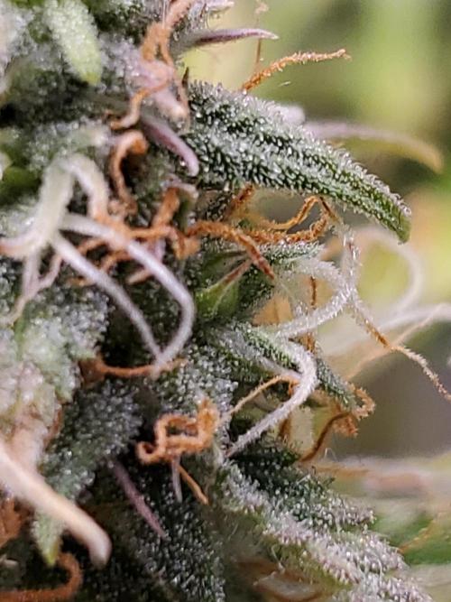 Blue Bourbon Smash Auto Aeque Genetics. Week 9 - Day 61