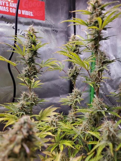 Blue Bourbon Smash Auto Aeque Genetics. Week 9