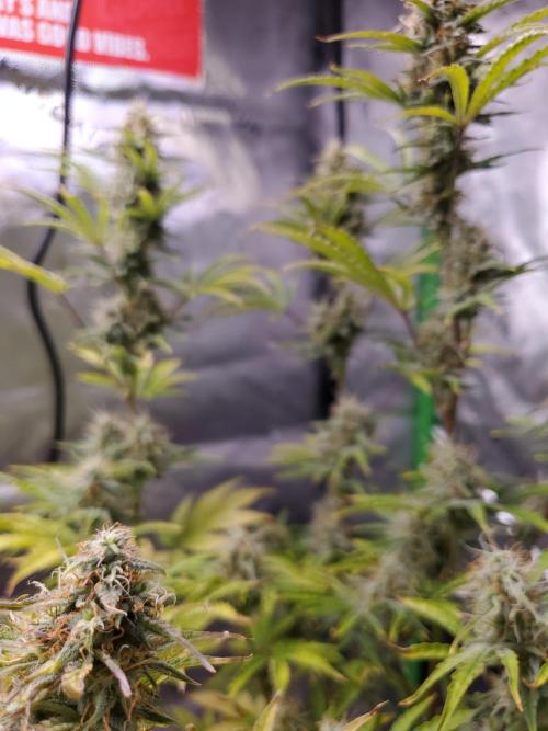 Blue Bourbon Smash Auto Aeque Genetics. Week 9