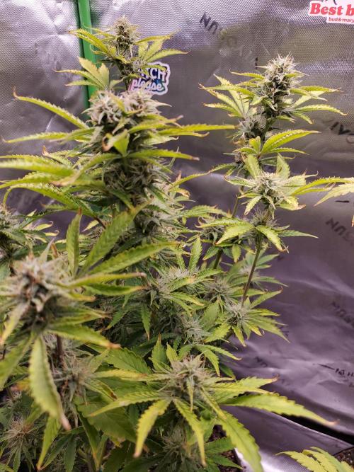 Darkside Cookies Auto Precursor Genetics. Week 9 - Day 61