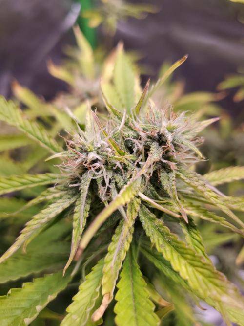 Darkside Cookies Auto Precursor Genetics. Week 9 - Day 61