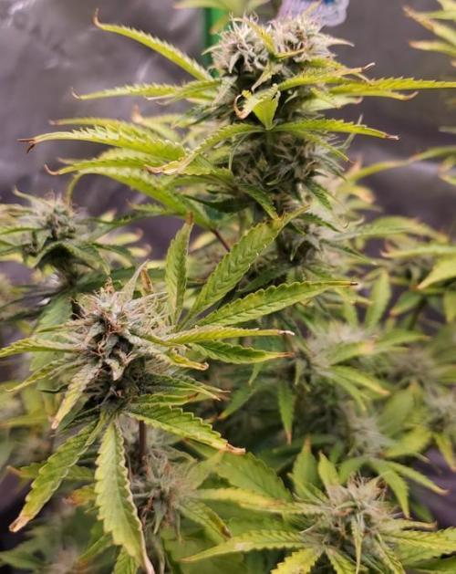 Darkside Cookies Auto Precursor Genetics. Week 9 - Day 61