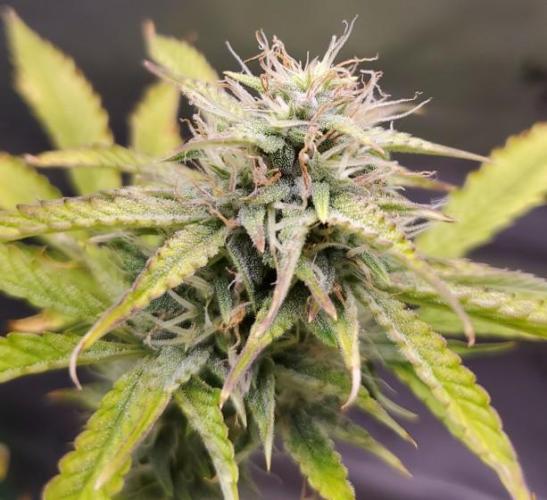 Darkside Cookies Auto Precursor Genetics. Week 9 - Day61