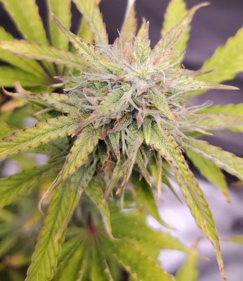 Darkside Cookies Auto Precursor Genetics. Week 9 - Day 61