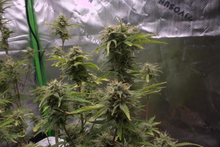 Darkside Cookies Auto Precursor Genetics. Week 10 - Late bloomer 

Day 70