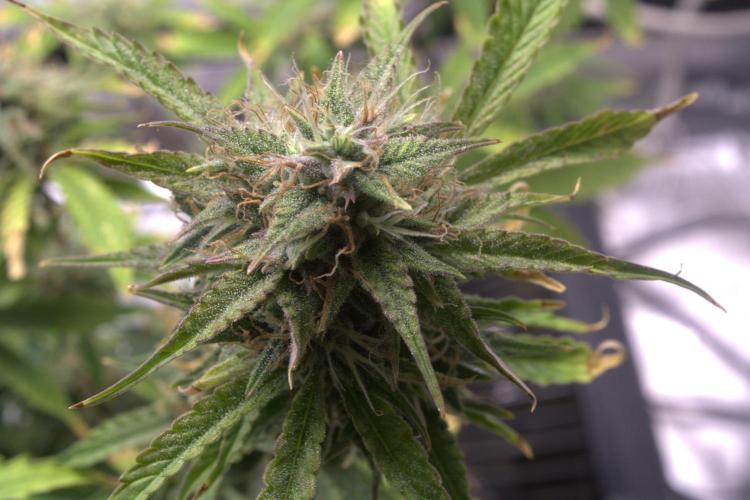 Darkside Cookies Auto Precursor Genetics. Week 10 - Dense getting frosty

Day 70