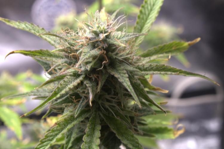 Darkside Cookies Auto Precursor Genetics. Week 10 - Day 70 

Still popping pistils calyxes swelling 