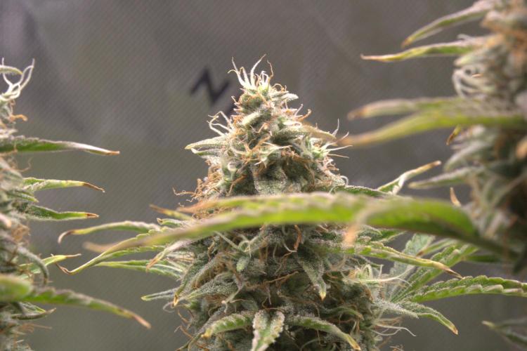 Blue Bourbon Smash Auto Aeque Genetics. Week 10 - Day 70

Smells like pine-sol and lemon sweet tarts (straight cleaning fluid)