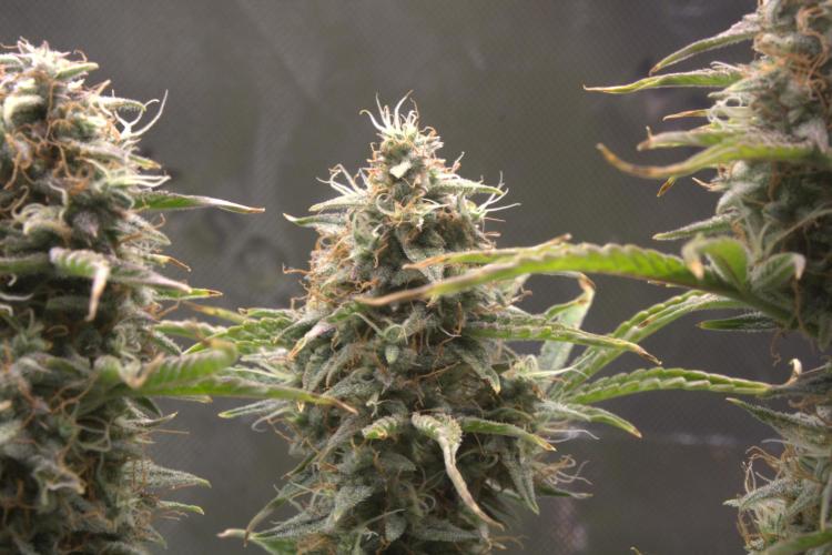 Blue Bourbon Smash Auto Aeque Genetics. Week 10