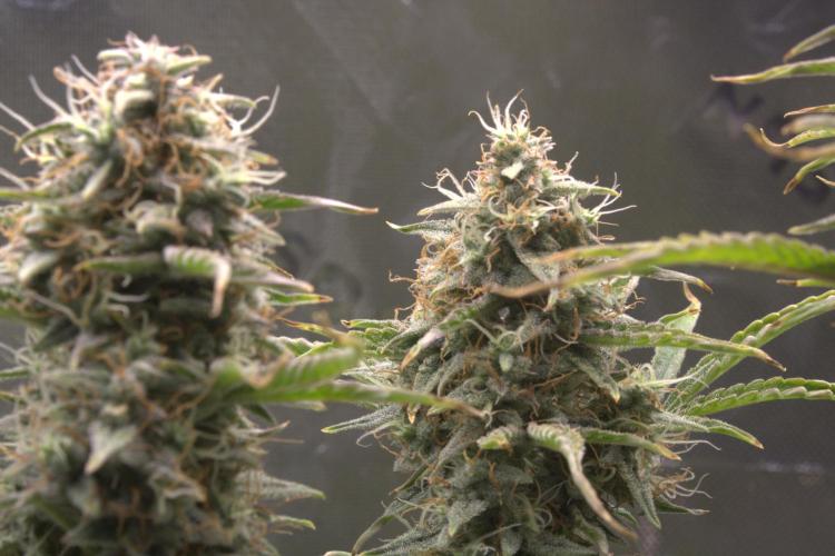 Blue Bourbon Smash Auto Aeque Genetics. Week 10