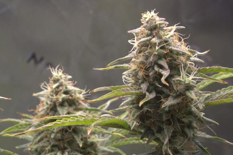 Blue Bourbon Smash Auto Aeque Genetics. Week 10 - Day 70 