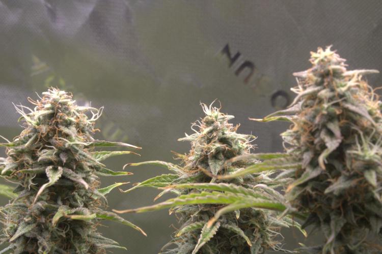 Blue Bourbon Smash Auto Aeque Genetics. Week 10 - The 3 Queens