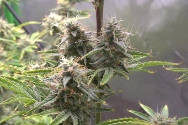 Blue Bourbon Smash Auto Aeque Genetics. Week 10 - Day 70