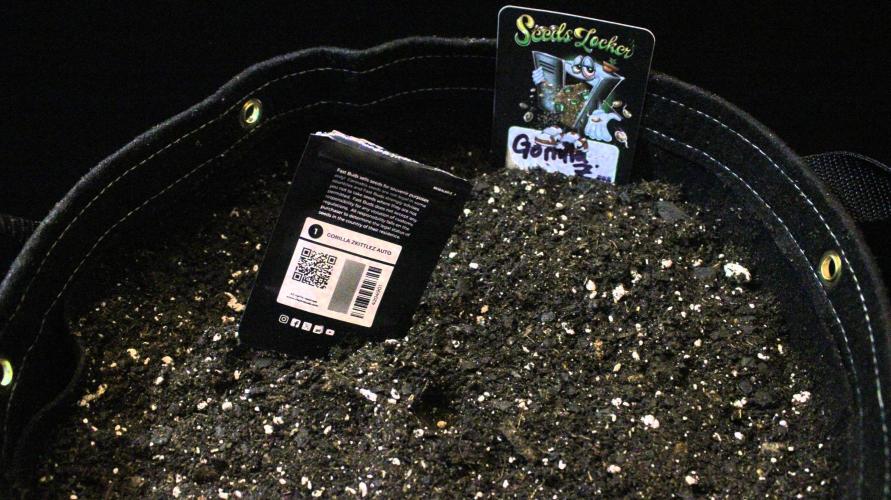 Gorilla Z Auto. Week 0