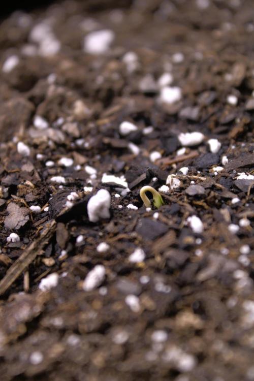 Gorilla Z Auto. Week 0