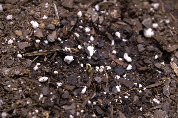 Gorilla Z Auto. Week 0