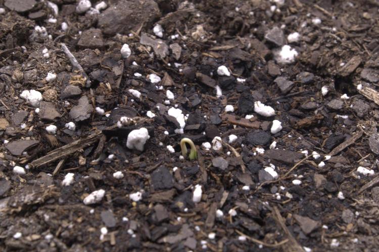 Gorilla Z Auto. Week 0