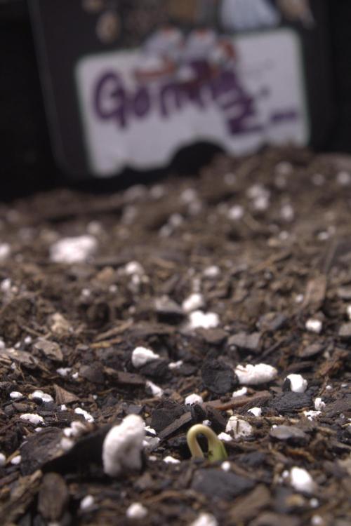 Gorilla Z Auto. Week 0