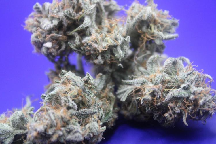 Nebula Punch Auto FrostFireSeeds. Week 10 - Chopped Day 70