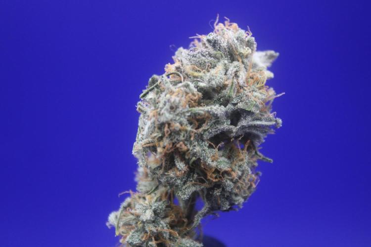 Nebula Punch Auto FrostFireSeeds. Week 10 - Top Bud

Frosty